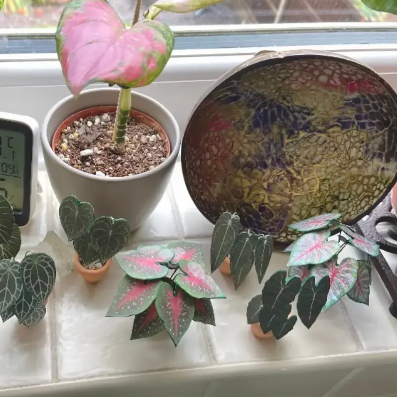 Caladium Rosebud UGC 13