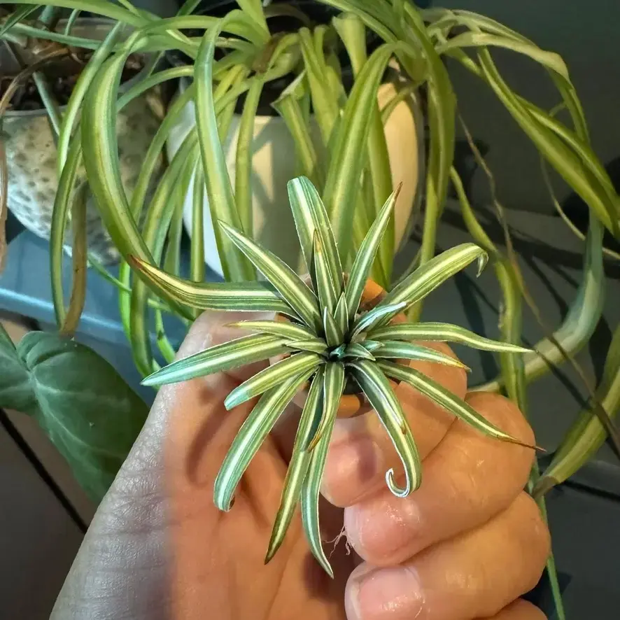 Spider Plant UGC 9