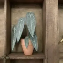 Queen Anthurium UGC 16