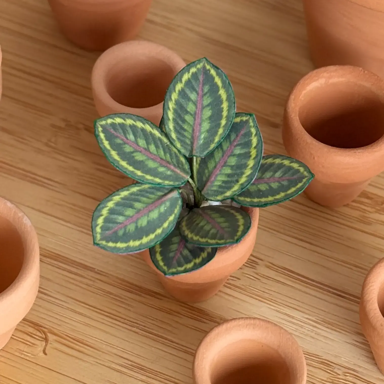 Calathea Medallion