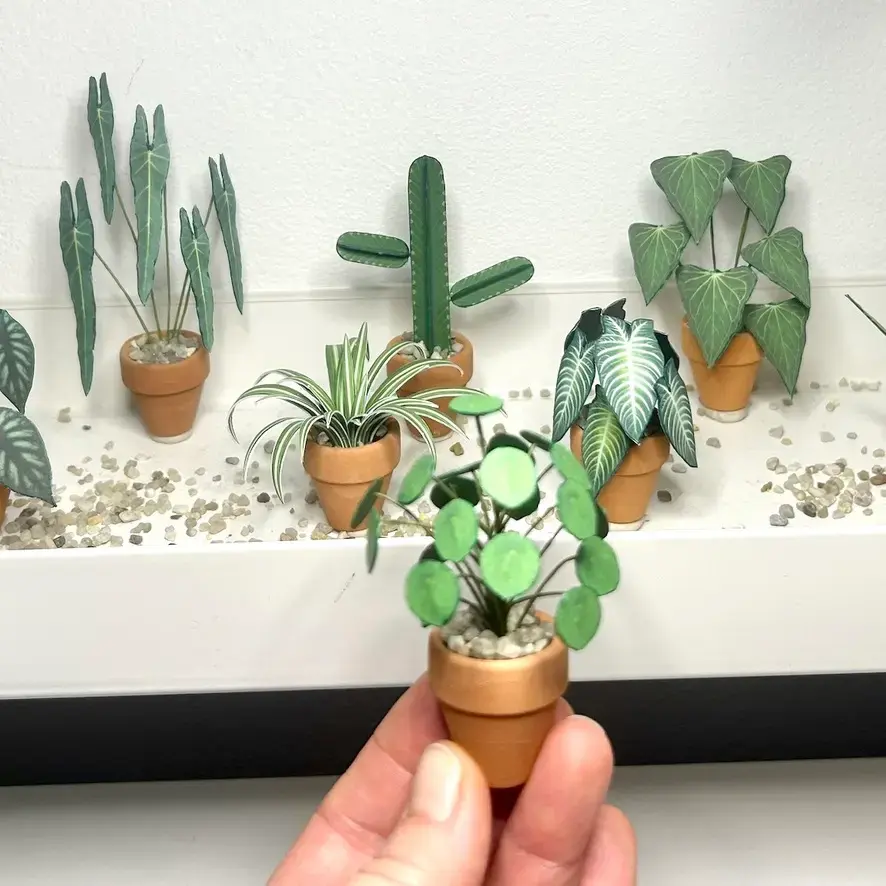 Pilea Peperomioides UGC 4