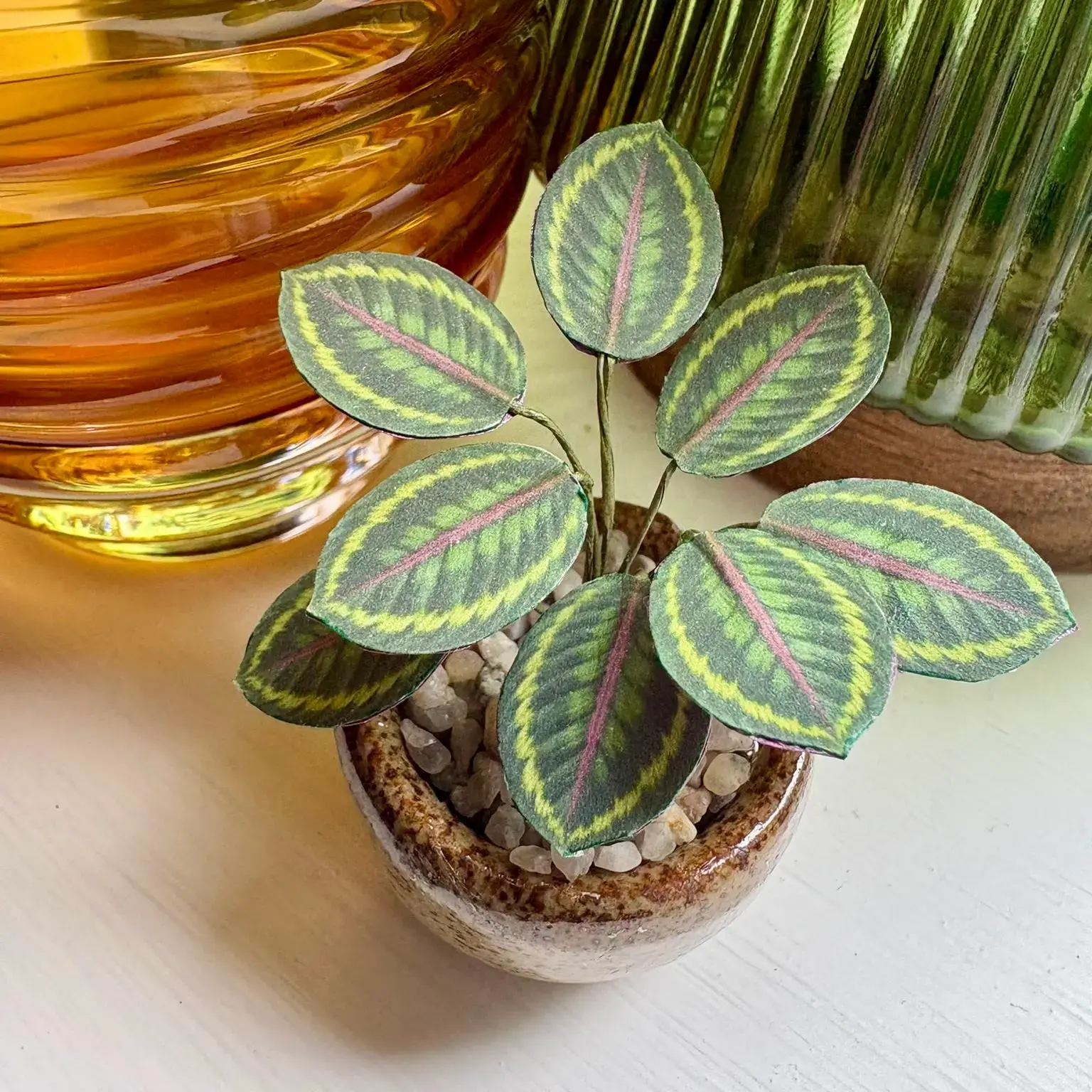Calathea Medallion UGC 14
