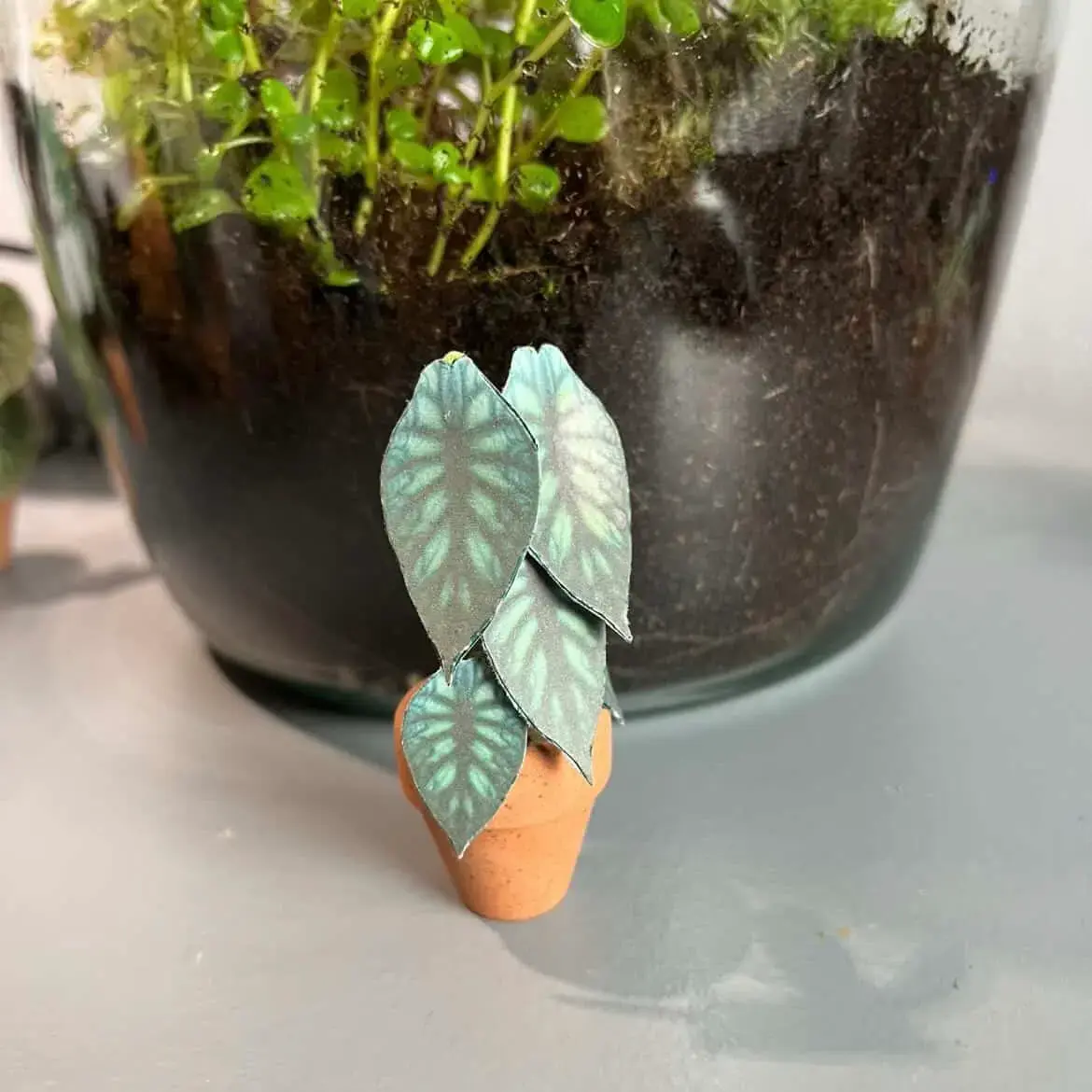 Alocasia Dragon Scale UGC 20