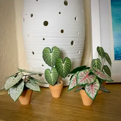 Caladium White Christmas UGC 17