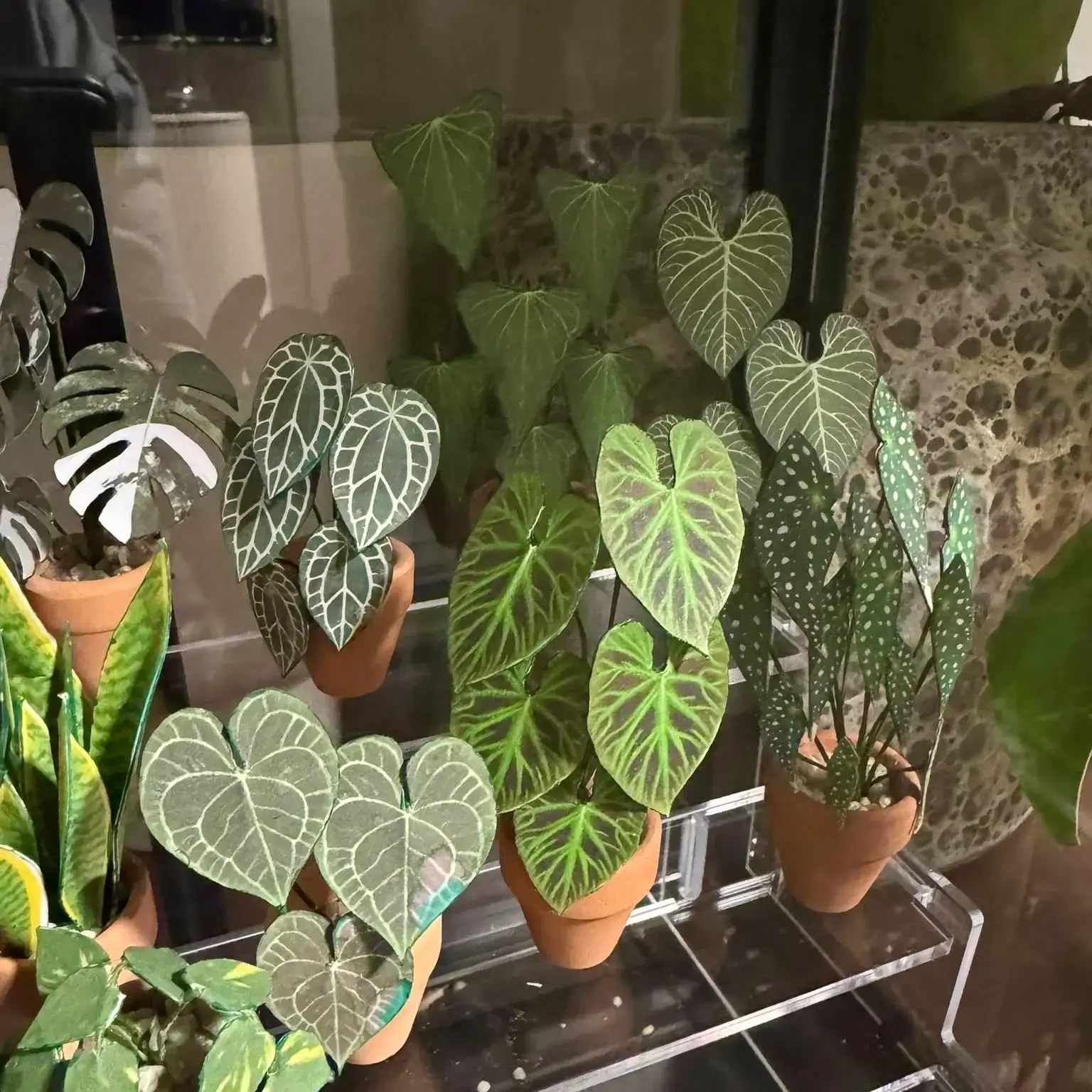 Anthurium Regale UGC 3