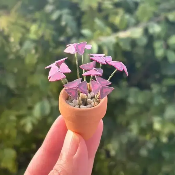 Oxalis Triangularis UGC 2
