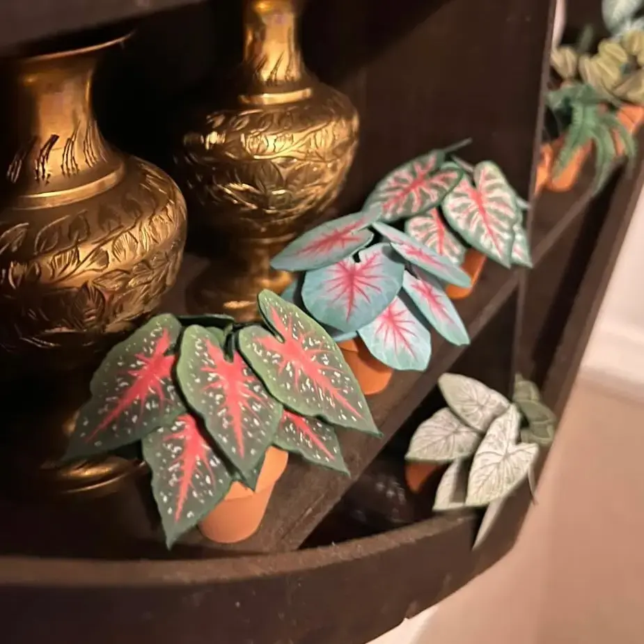 Caladium Mint Julep UGC 8