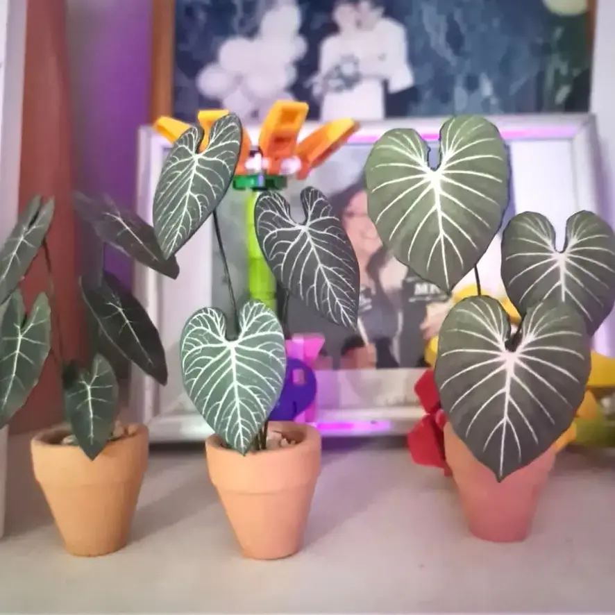 Gloriosum UGC 11