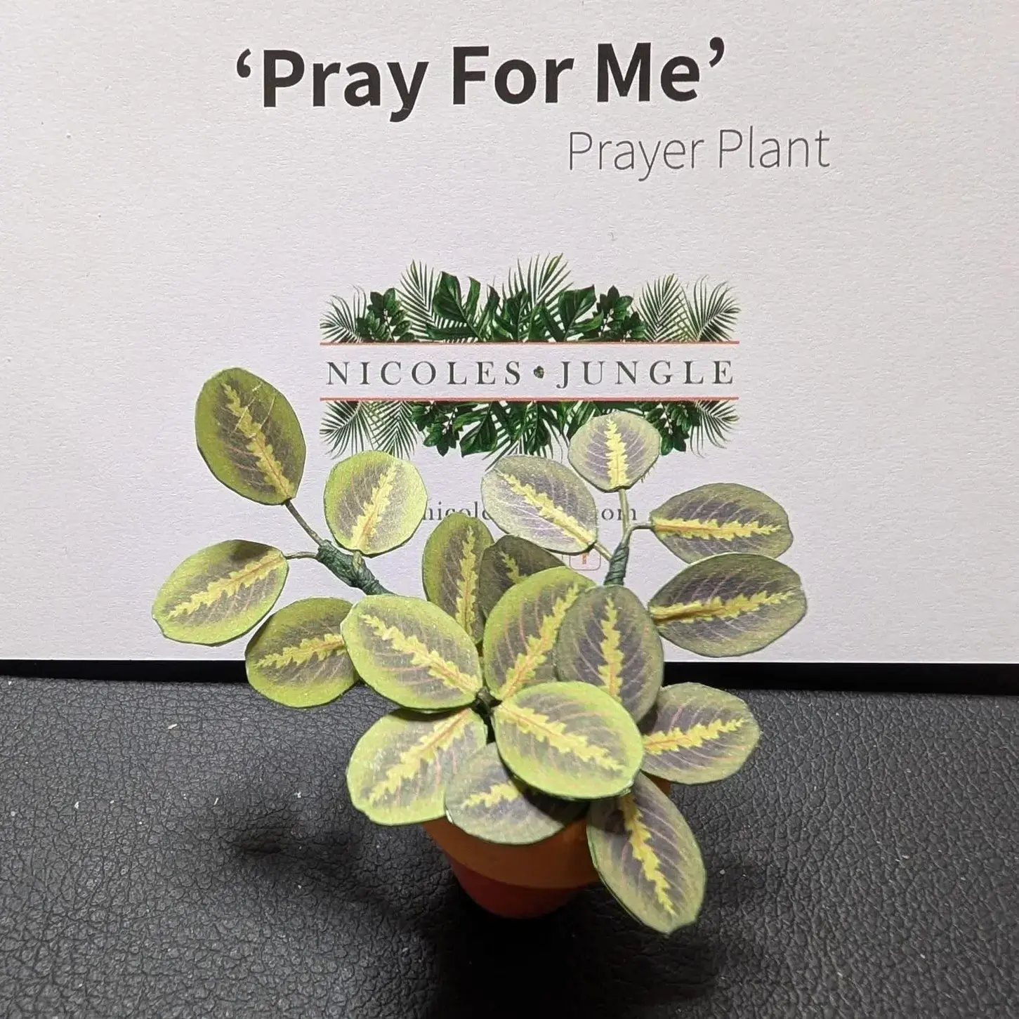 Prayer Plant UGC 17