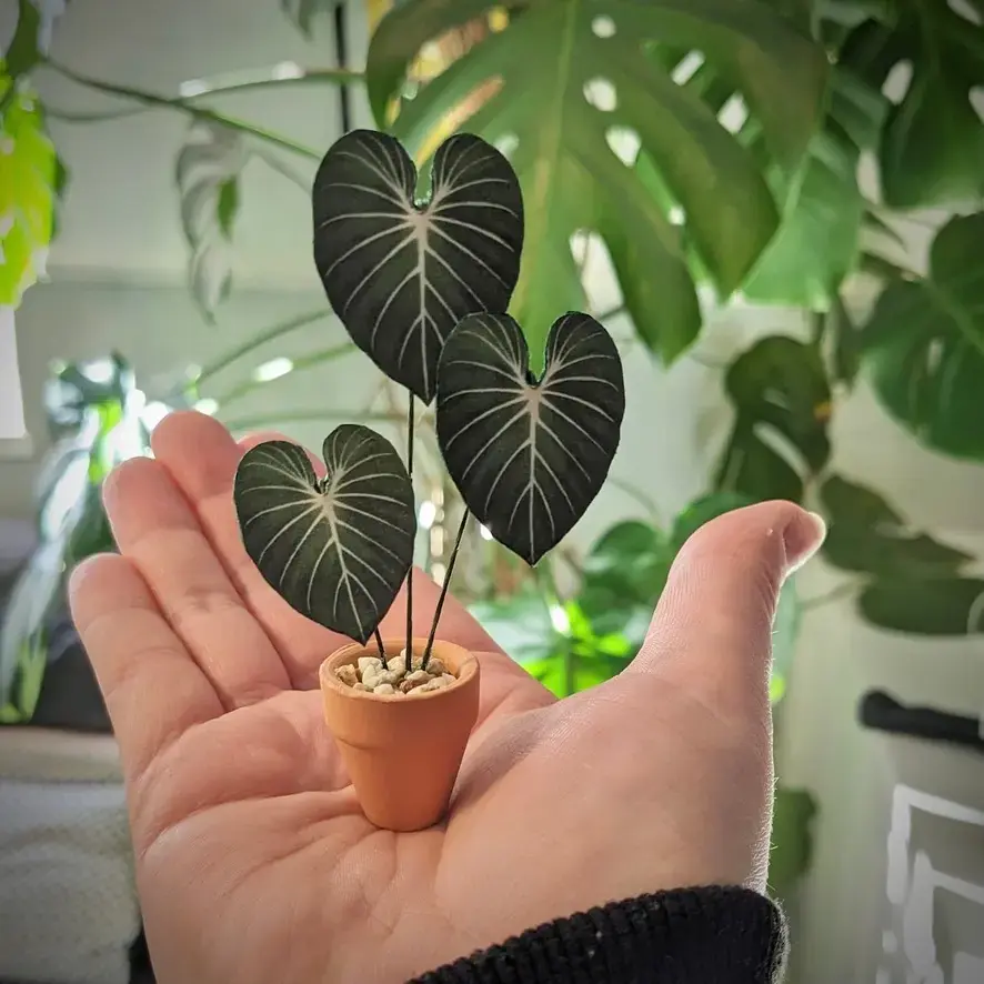 Gloriosum 1