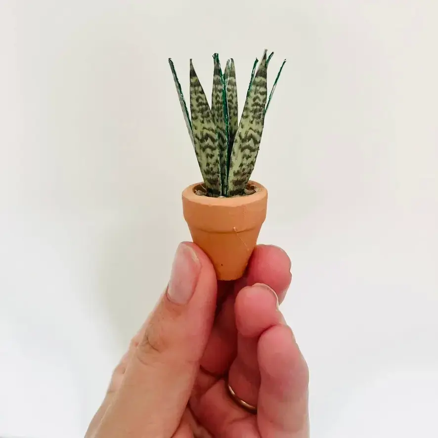 Sansevieria Snake Plant UGC 7