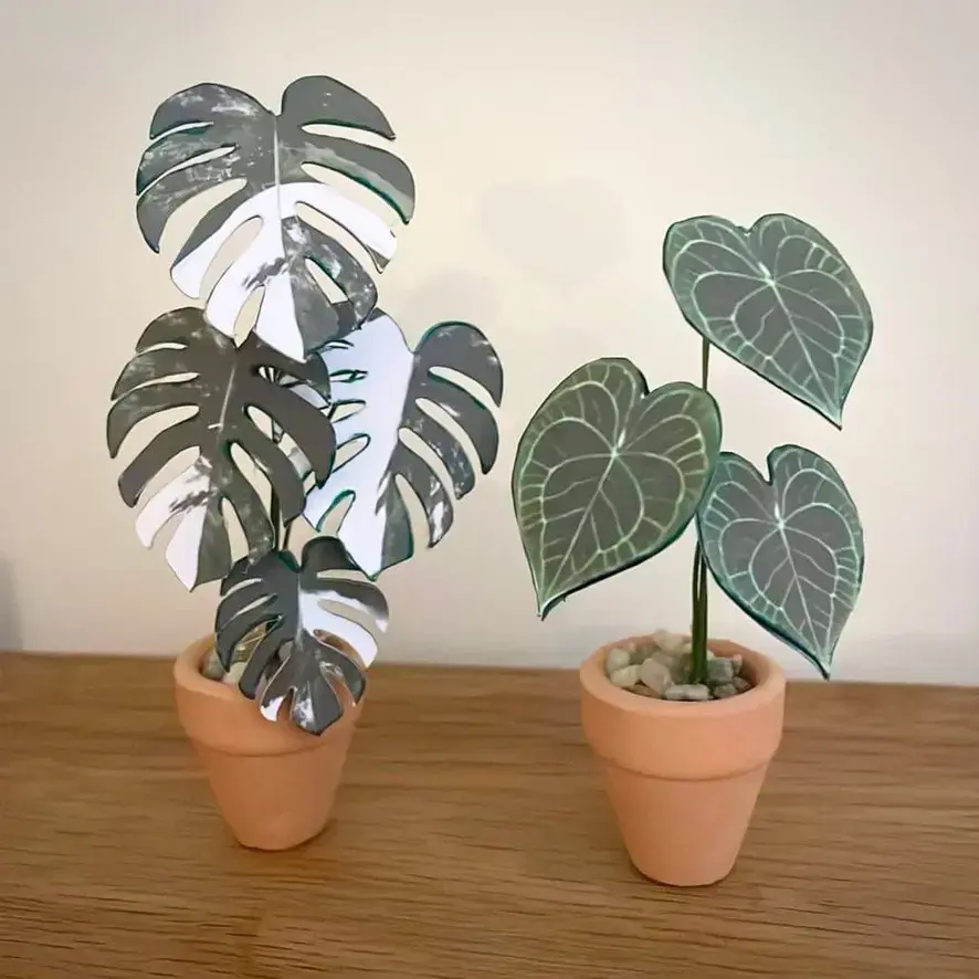 Monstera Albo UGC 7