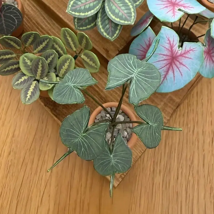 Alocasia Stingray UGC3