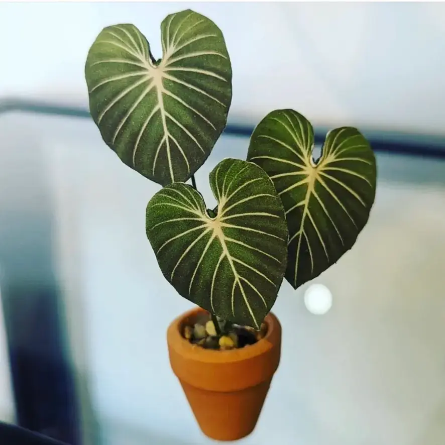 Gloriosum UGC 19