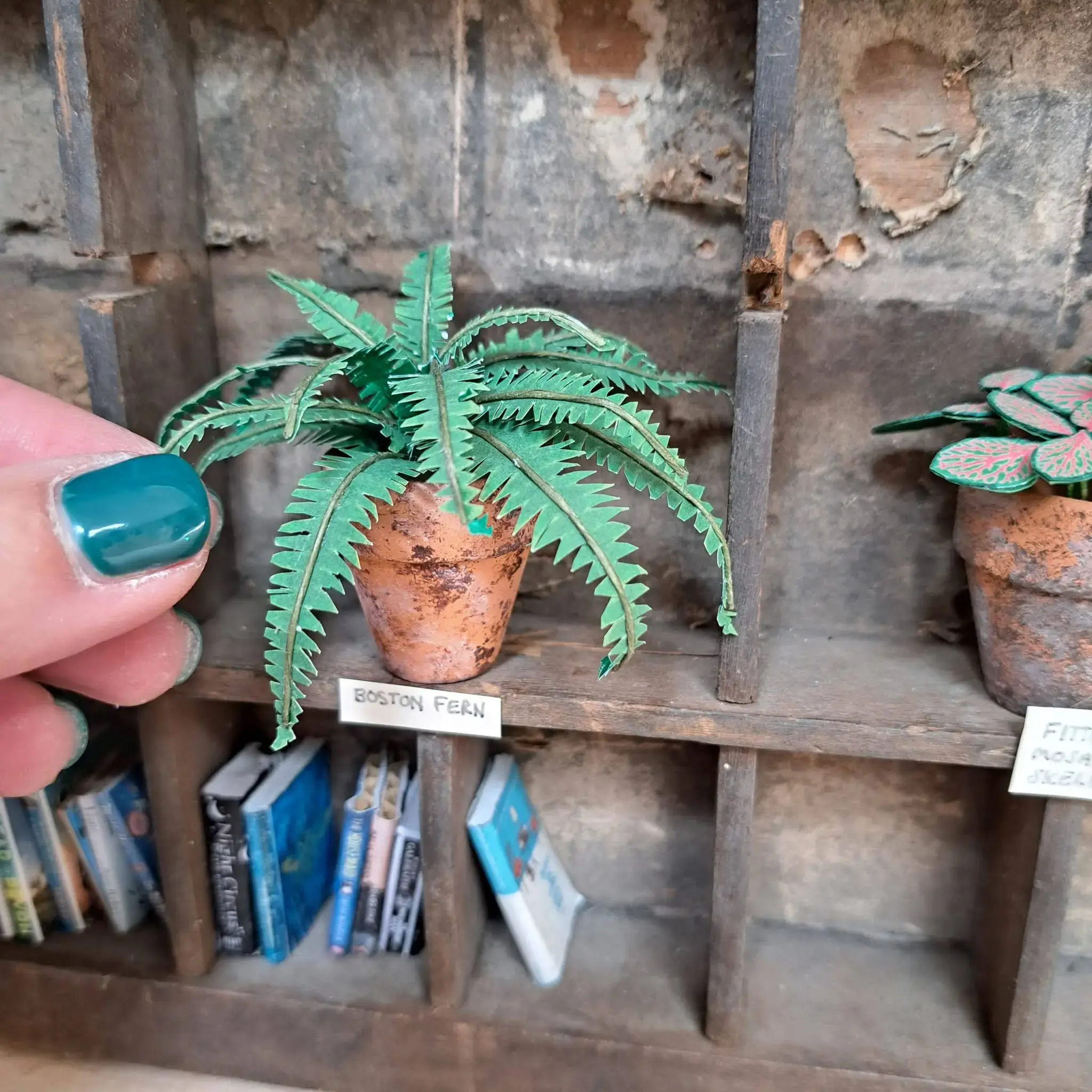 Fern UGC 21