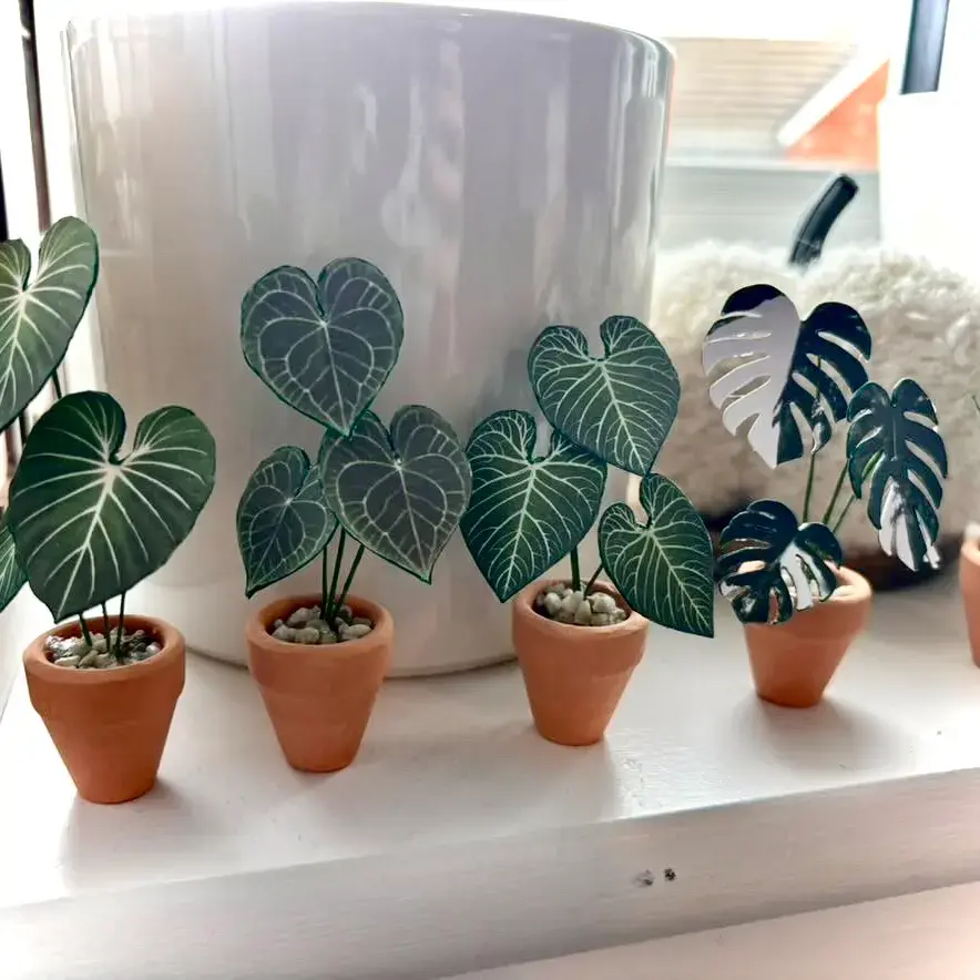 Monstera Albo UGC 10