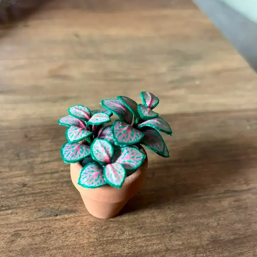 Fittonia UGC 8