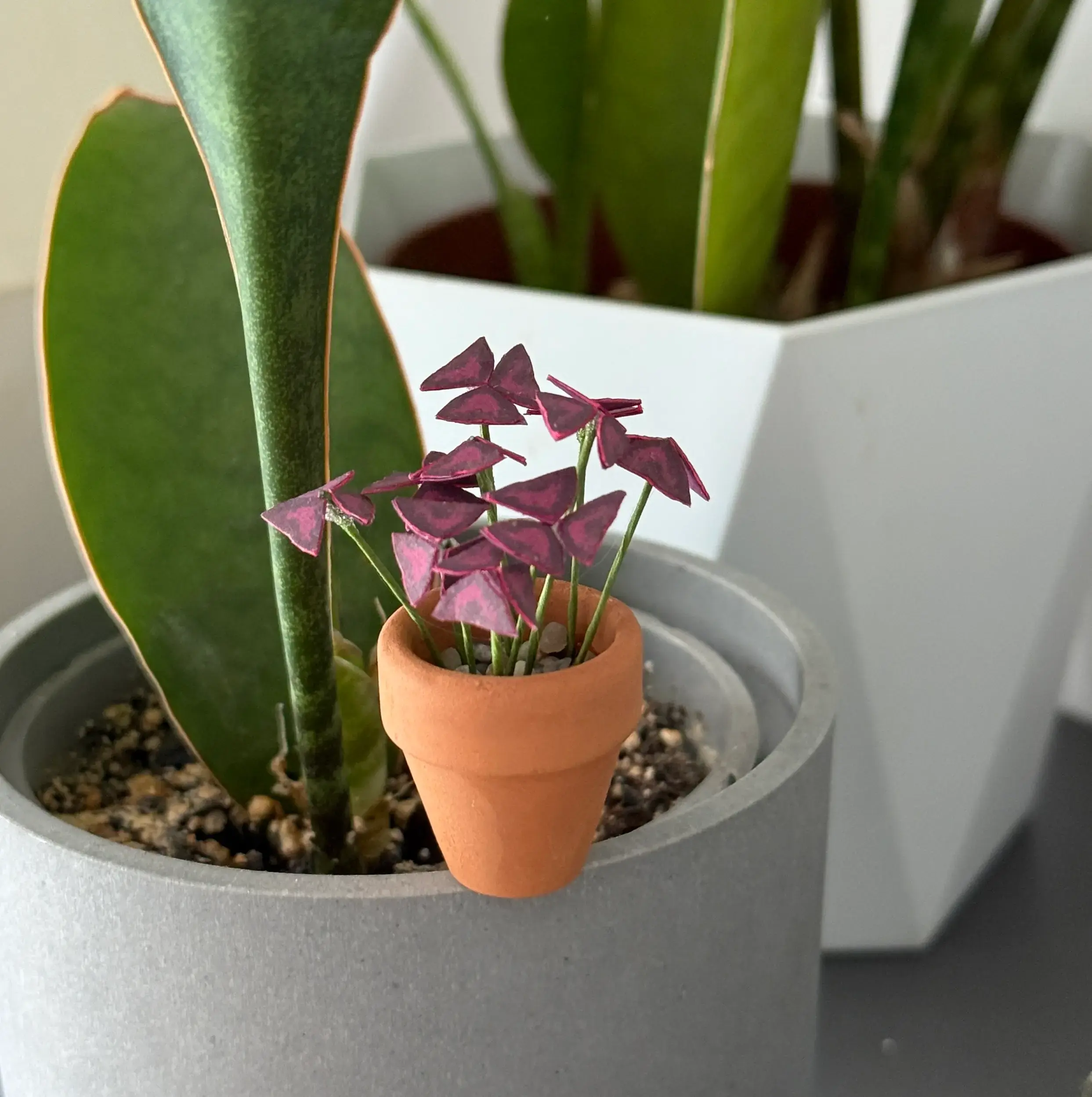 Oxalis Triangularis