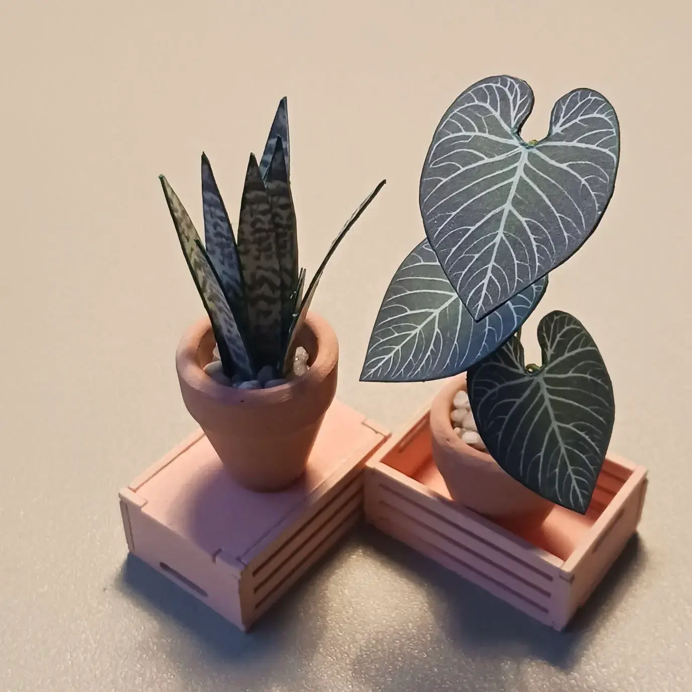 Anthurium Regale UGC 14