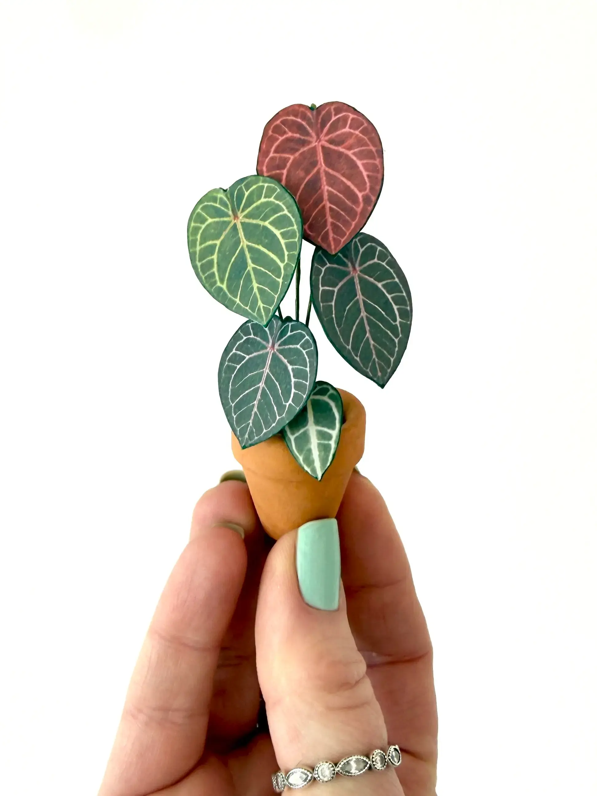 Anthurium Michelle White