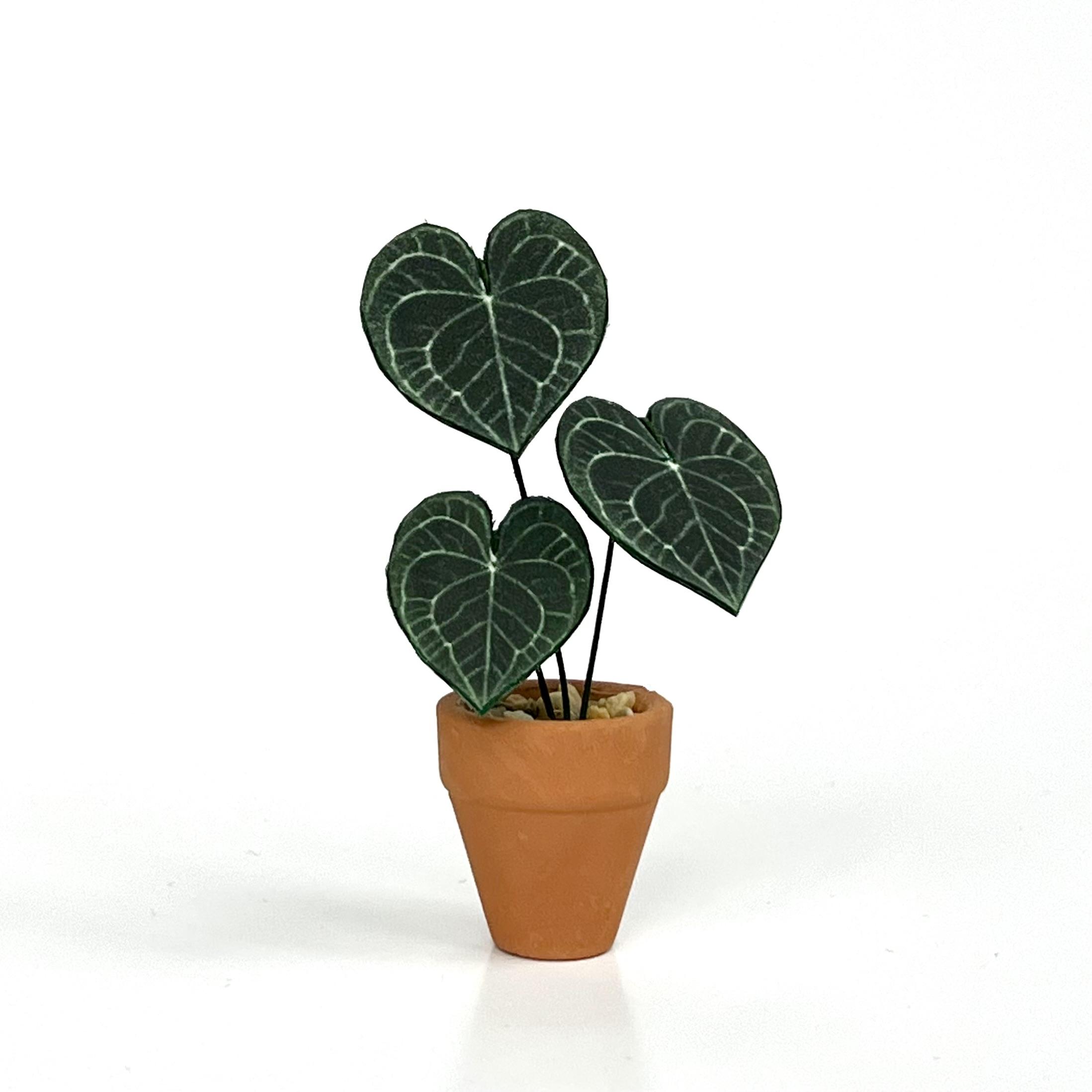 Above: my first plant in it’s cute little pot