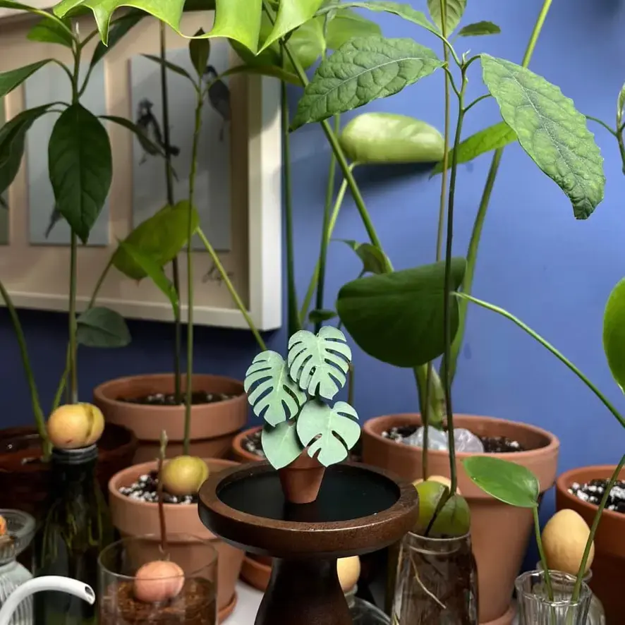Monstera Deliciosa UGC 1