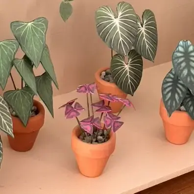 Oxalis Triangularis UGC 3