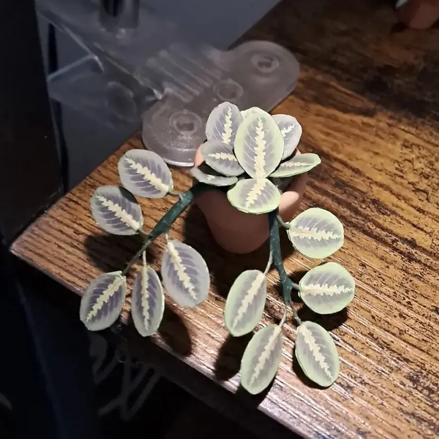 Prayer Plant UGC 11