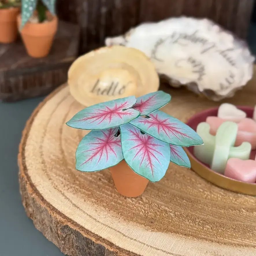 Caladium Mint Julep