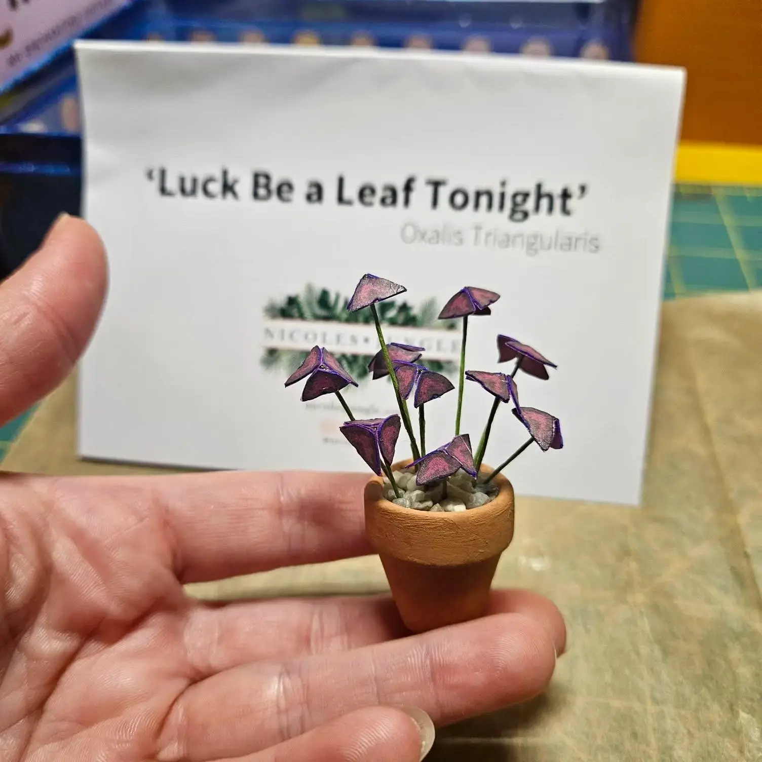 Oxalis Triangularis UGC 20