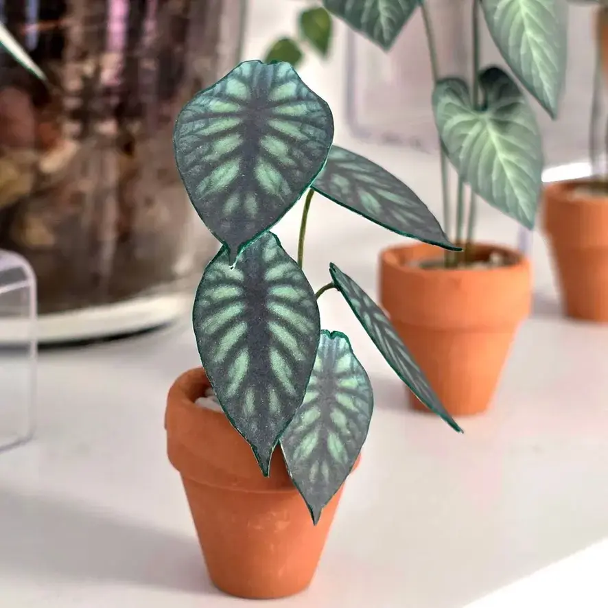 Alocasia Dragon Scale UGC 2