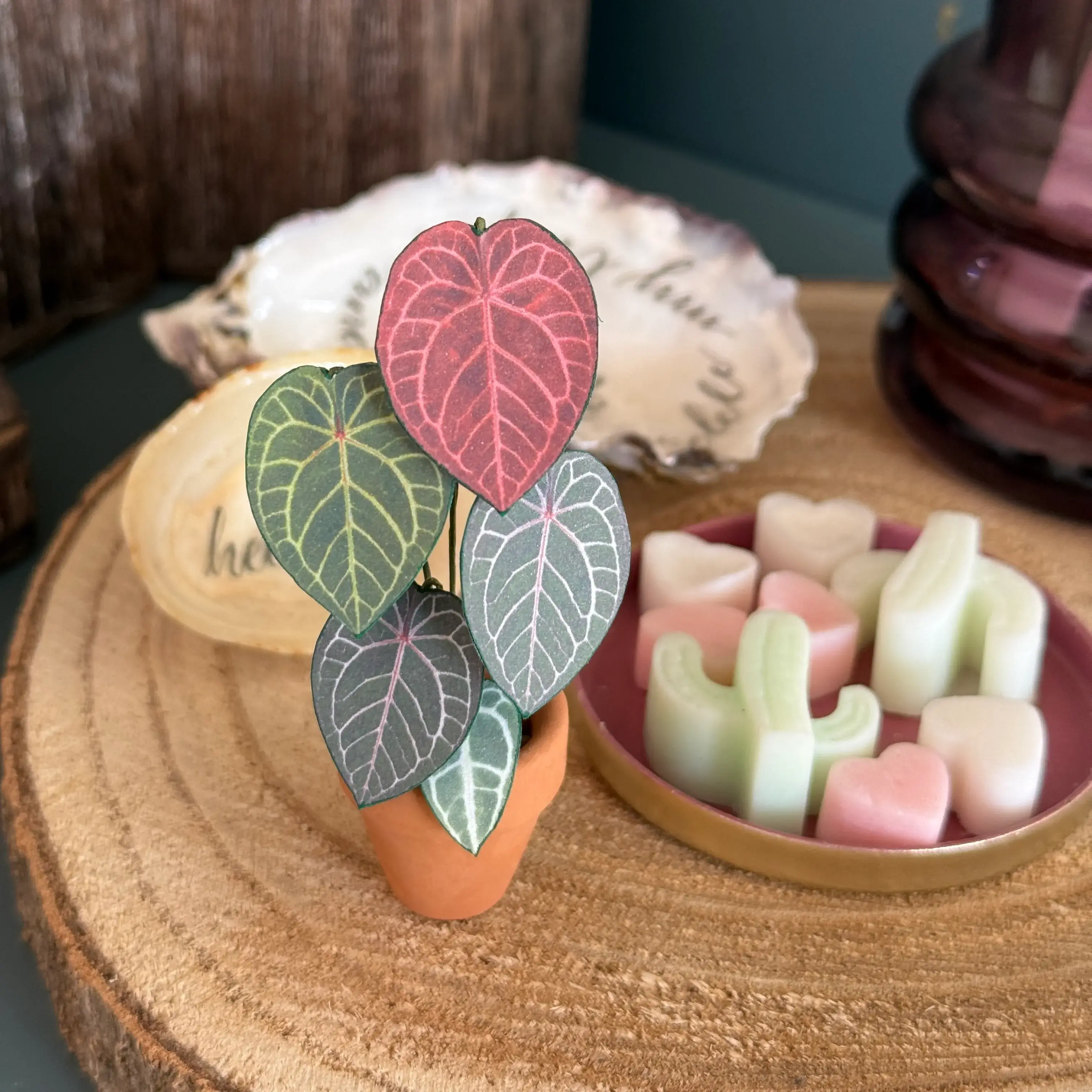 Anthurium Michelle