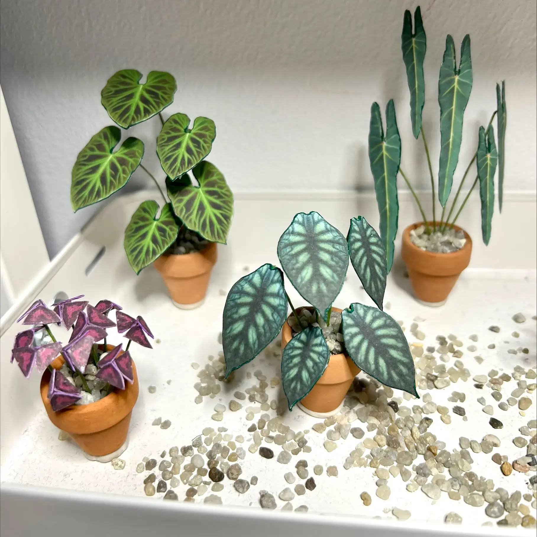 Alocasia Dragon Scale UGC 19