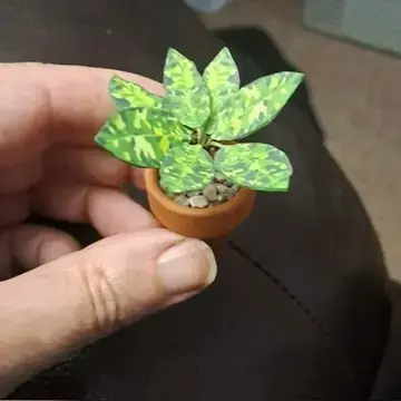 Pictum UGC 12