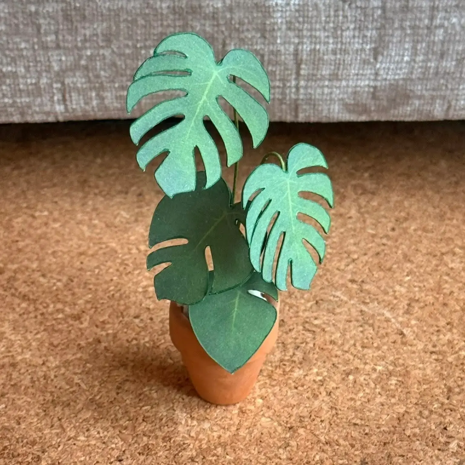 Monstera Deliciosa UGC 23