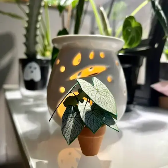 Caladium White Christmas UGC 2