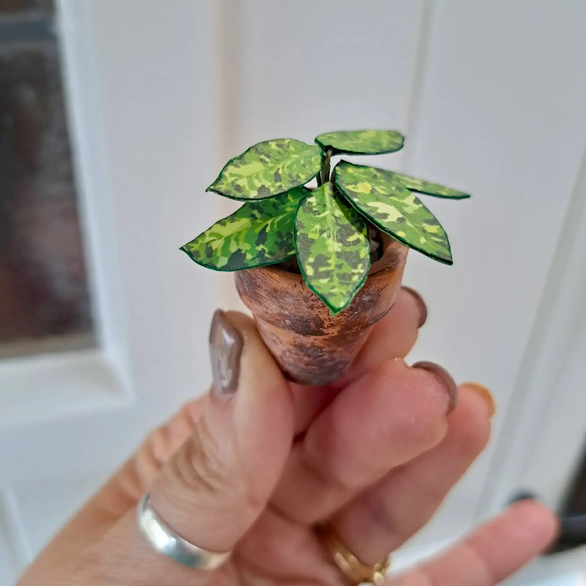 Pictum UGC 11
