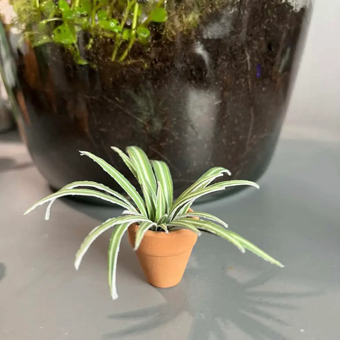 Spider Plant UGC 29