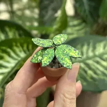 Pictum UGC 3