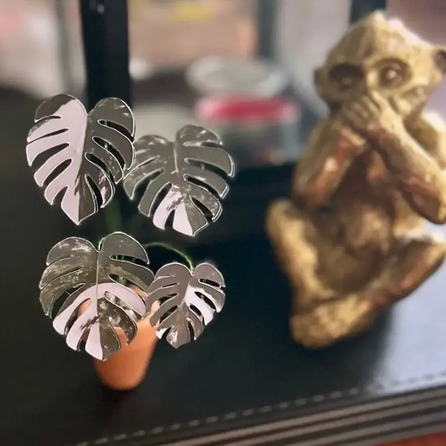 Monstera Albo UGC 4