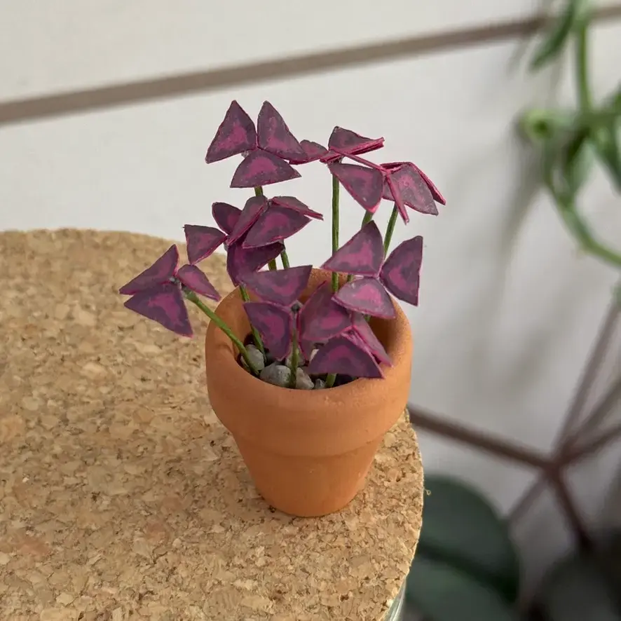 Oxalis Triangularis 1