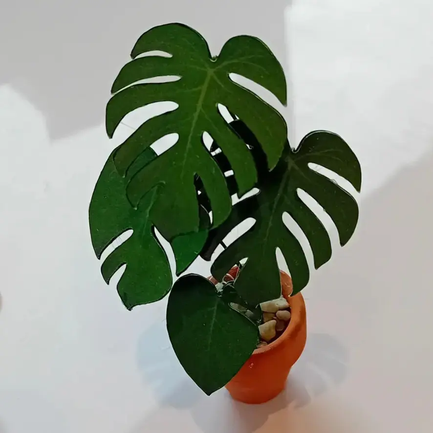 Monstera Deliciosa UGC 18