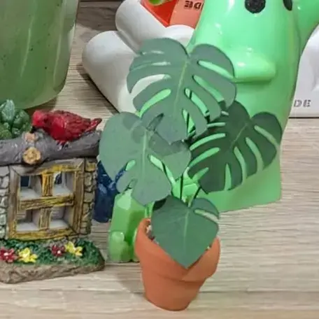 Monstera Deliciosa UGC 15