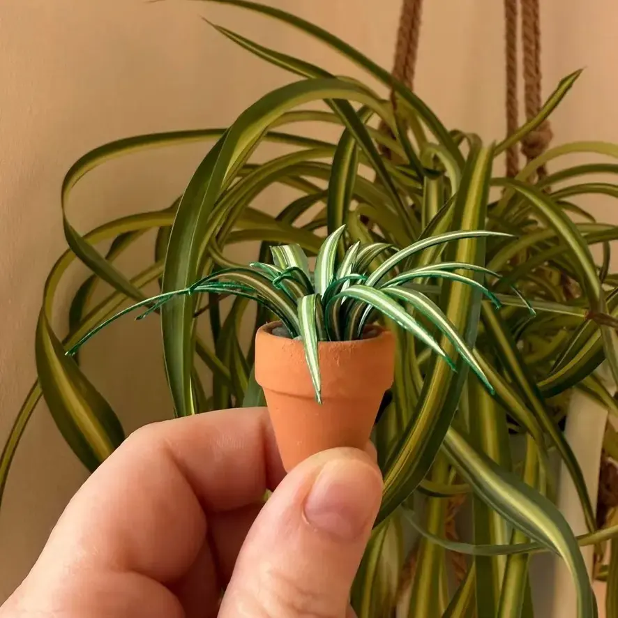 Spider Plant UGC 7
