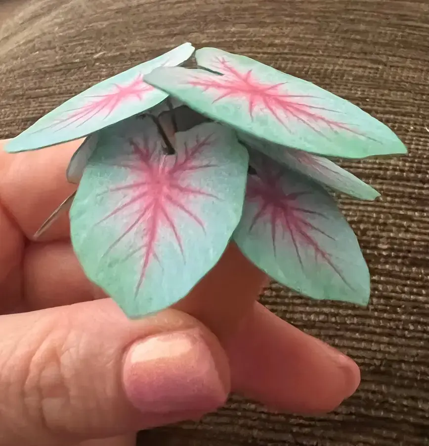 Caladium Mint Julep UGC 6