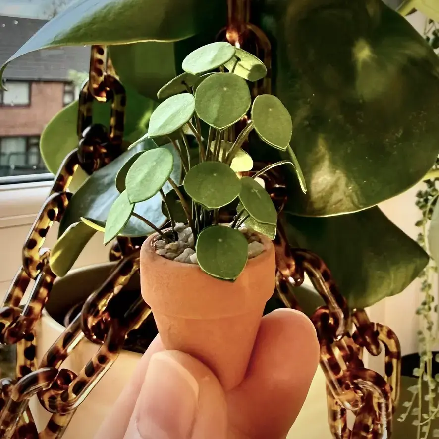 Pilea Peperomioides UGC 8