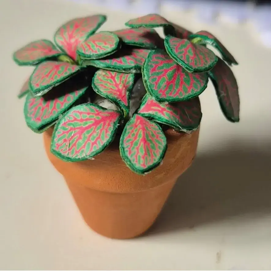 Fittonia UGC 5