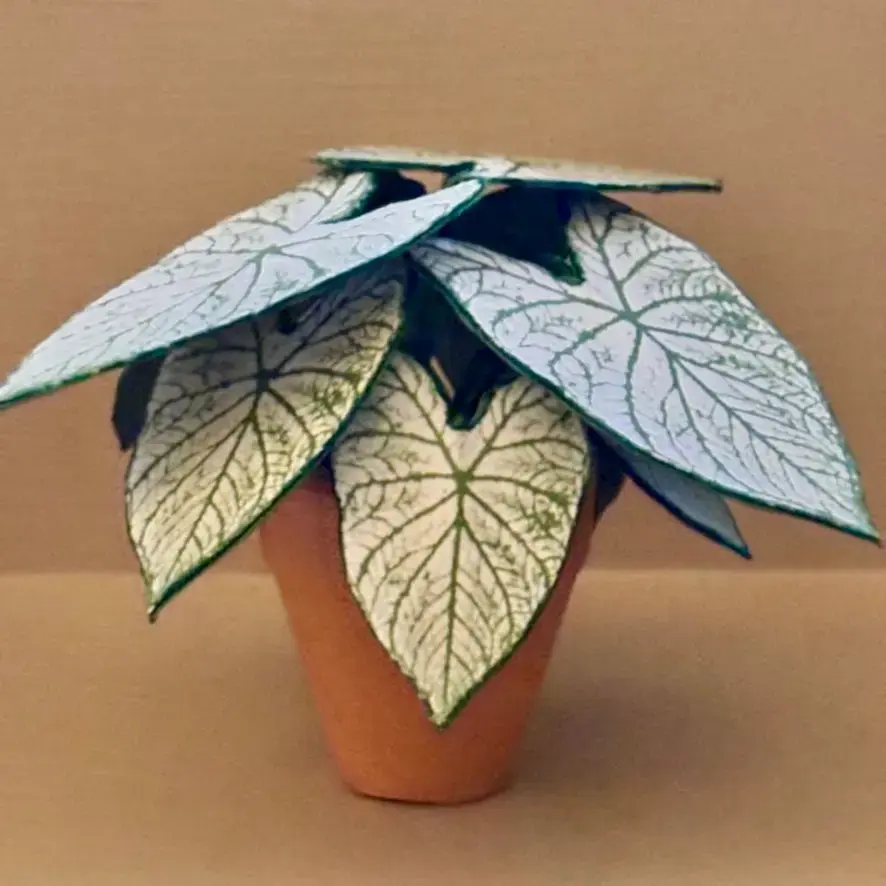 Caladium White Christmas UGC 20