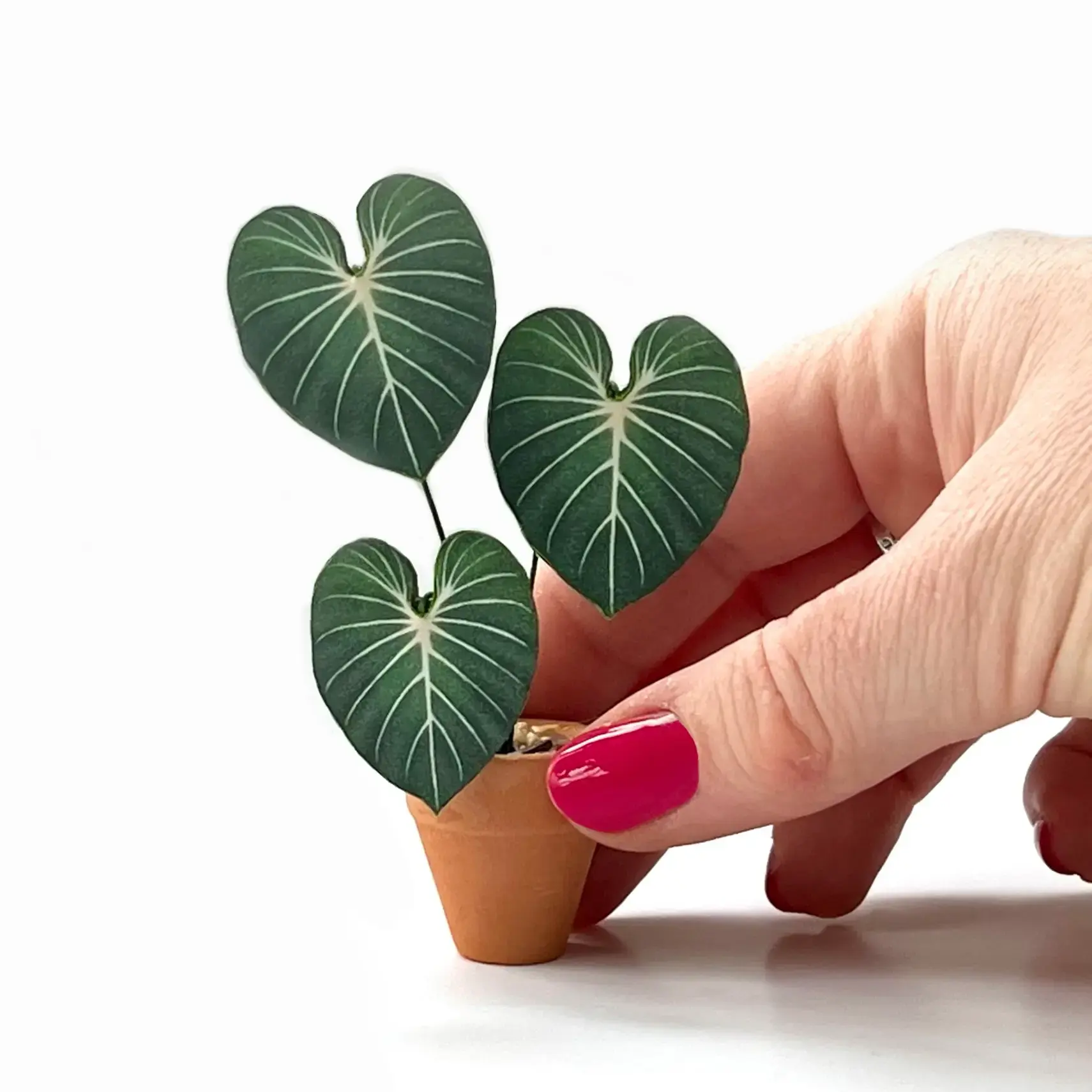 Gloriosum hand