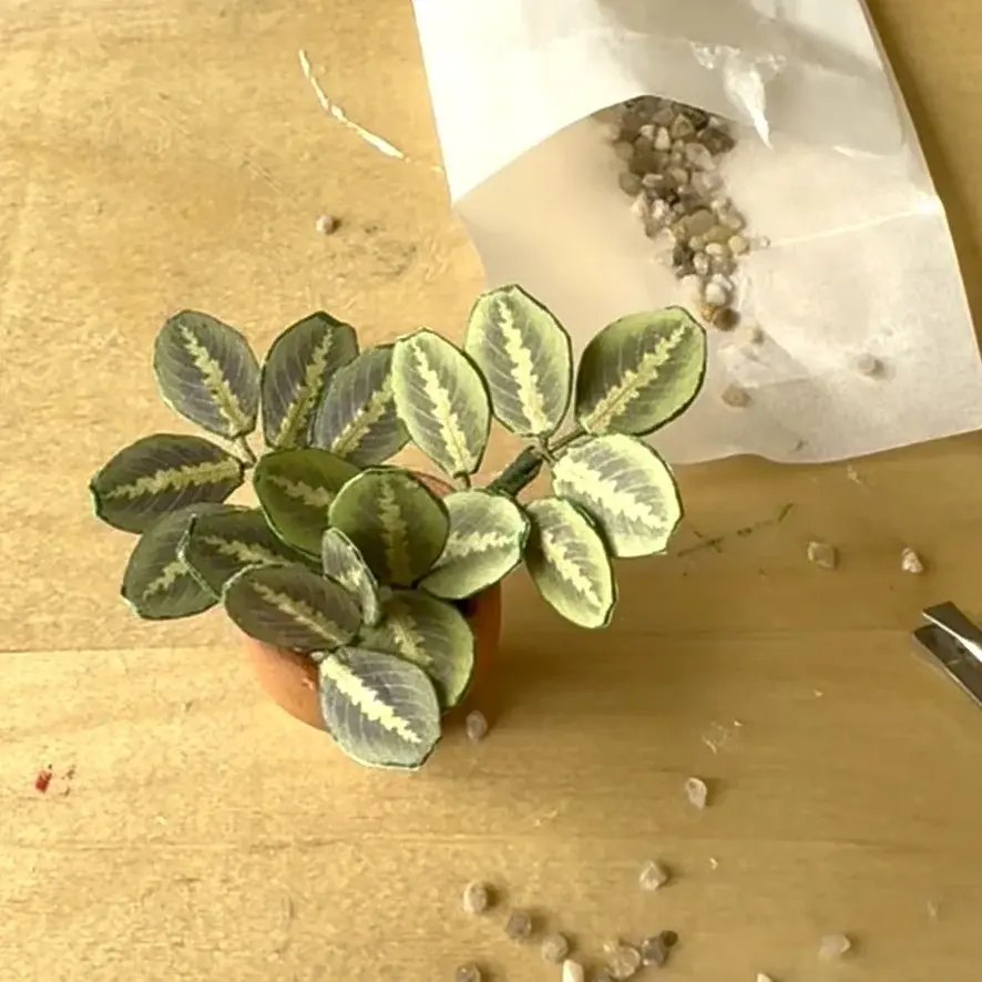 Prayer Plant UGC 9